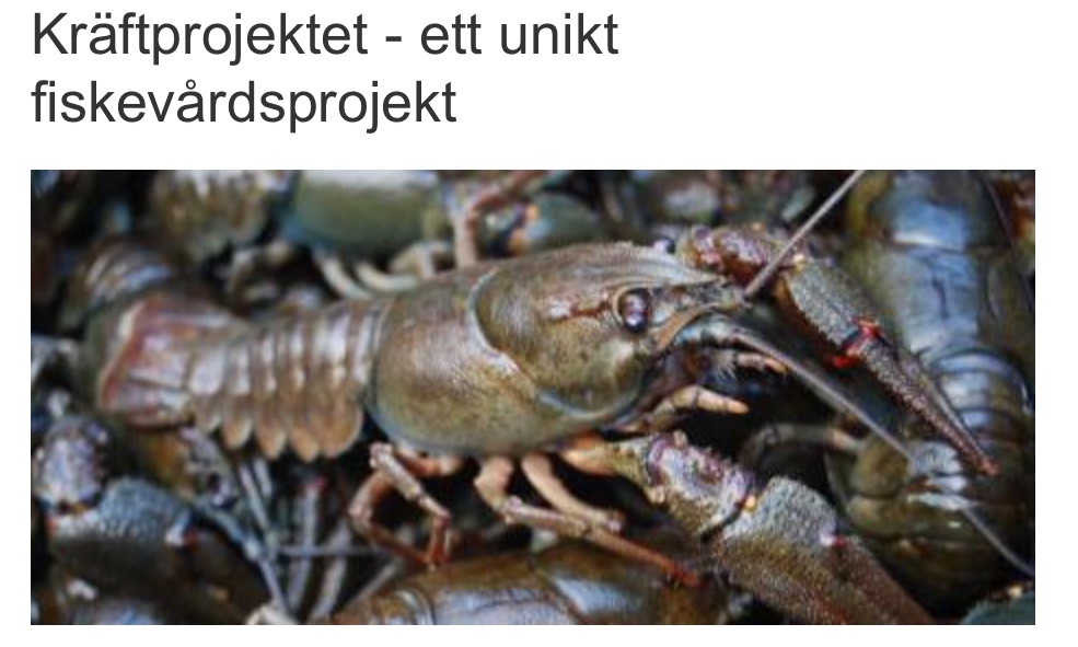 Ånge kommuns hemsida om kräftprojektet! "Kräftprojektet - ett unikt fiskevårdsprojekt." Se länk! http://www.ange.se/ange/1234.html