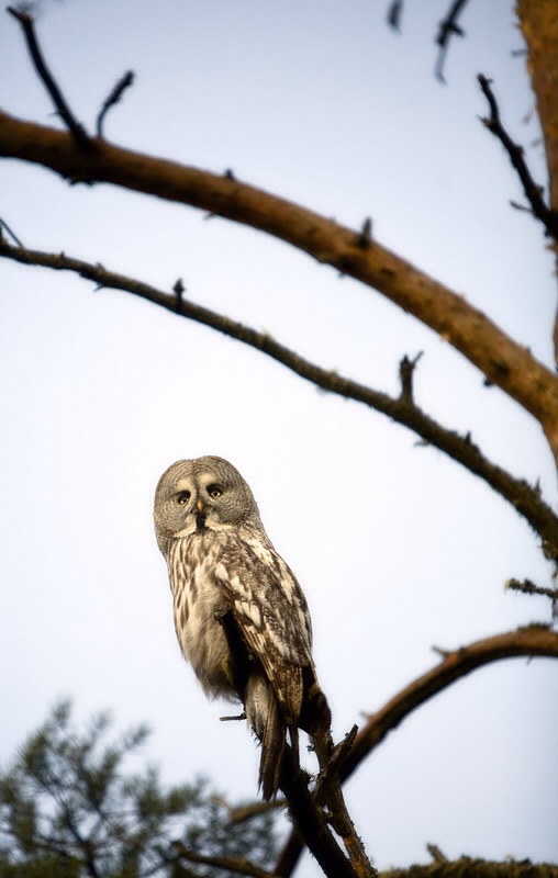 Photo Svanthe Harström Lappuggla