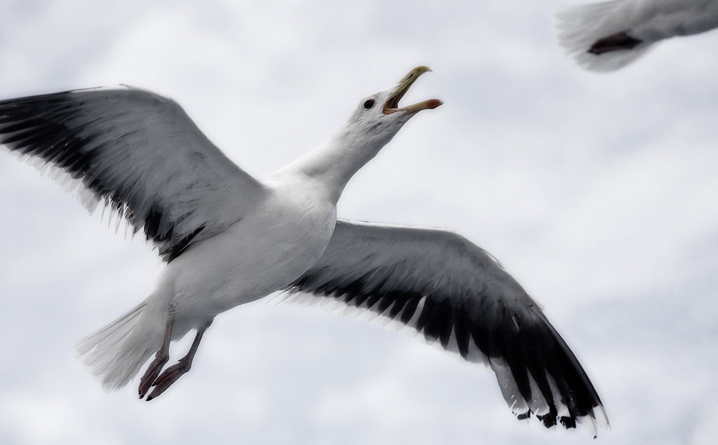 Photo Svanthe Harström Skrikande mås