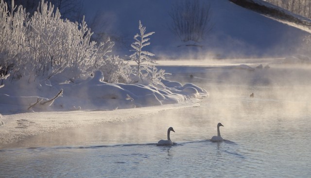 Photo Svanthe Harström Svanar