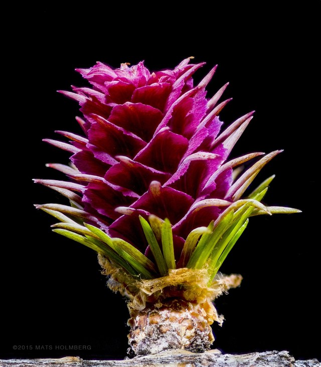 Lärkträdets blomma Foto Mats Holmberg