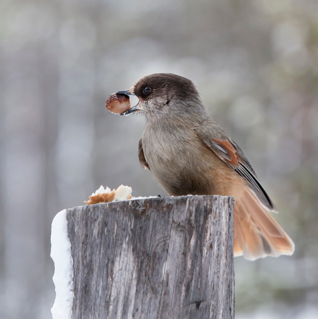 Photo Svanthe Harström