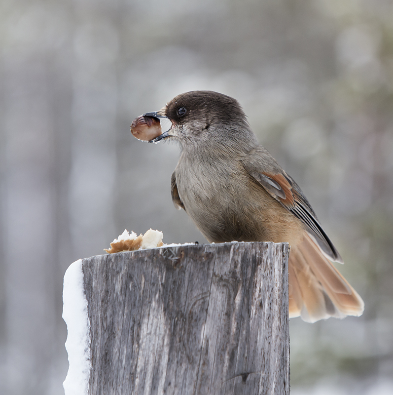 Photo Svanthe Harström