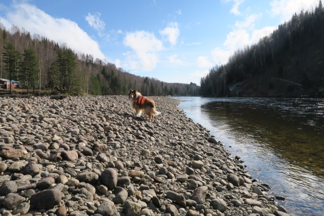 Allstaforsen "Homepool" 23/4 2016 Foto Leo Oras