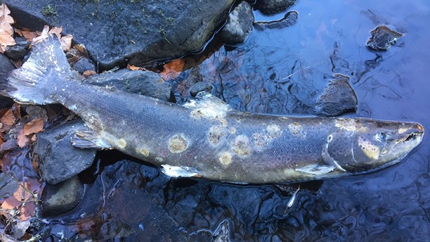 Sjuk lax. Foto: Jonke Höglund