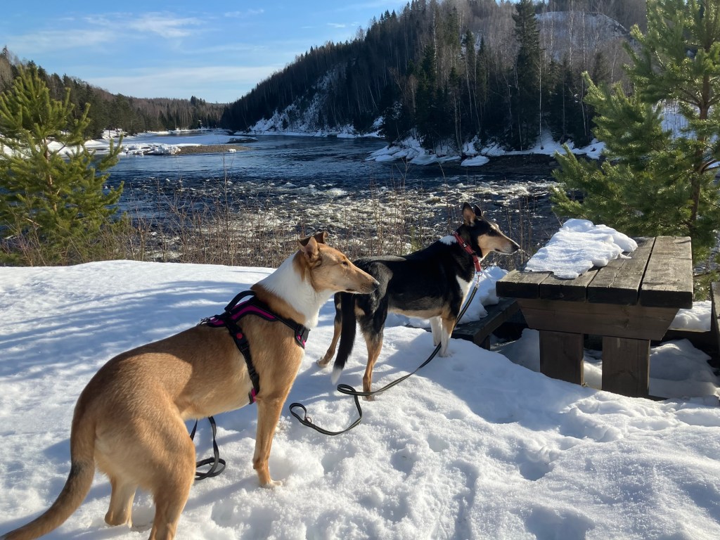 En promenad vid&nbsp;Ljungan