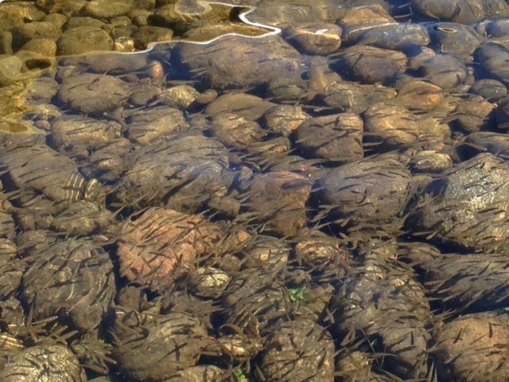 MATFORS KRAFTVERK – OMBYGGNADEN SOM TVINGAR FRAM FRÅGAN: SKA LJUNGAN FÅ LEVA IGEN?